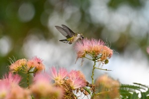 Hummingbird visits Mimosa